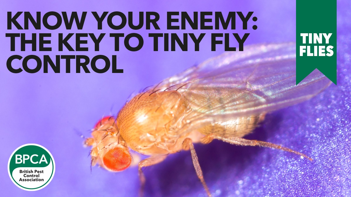 tiny flies hero tiny flies hero